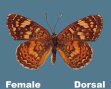 Phyciodes picta - female