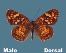 Phyciodes picta - male