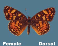 Phyciodes pulchella camillus - female
