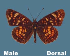 Phyciodes pulchella camillus - male