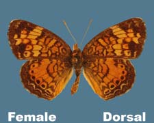 Phyciodes tharos - female
