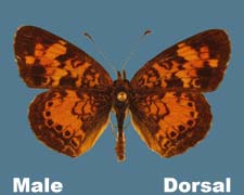 Phyciodes tharos - male