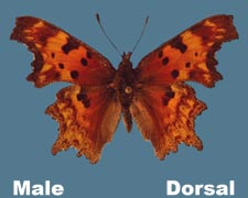 Polygonia gracilis zephyrus
