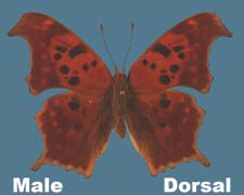 Polygonia interrogationis - male - fall form
