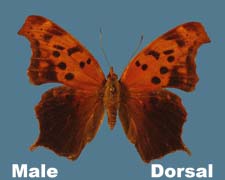 Polygonia interrogationis - male - summer form