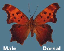 Polygonia progne - male