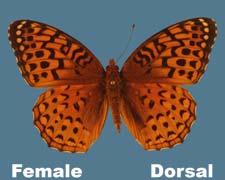 Speyeria aphrodite - female