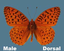 Speyeria aphrodite - male