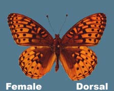 Speyeria atlantis - female