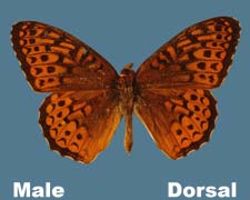 Speyeria atlantis - male