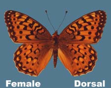 Speyeria coronis - female