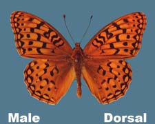 Speyeria coronis - male
