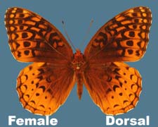 Speyeria cybele cybele - female