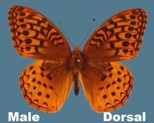 Speyeria cybele cybele - male