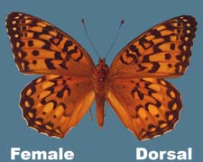 Speyeria edwardsii - female