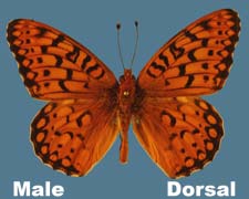 Speyeria edwardsii - male