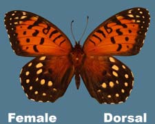 Speyeria idalia - female