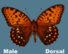 Speyeria idalia - male