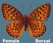 Speyeria mormonia - female