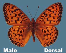 Speyeria mormonia - male