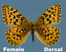 Speyeria zerene sinope - female