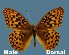 Speyeria zerene sinope - male