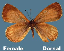 Celastrina neglecta - female - variant 2