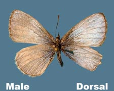 Celastrina ladon male