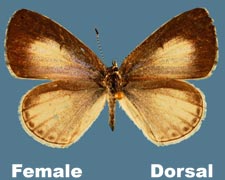 Celastrina neglecta - female - variant 1