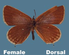 Cupido amyntulavaleriae - female