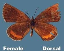 Euphilotes ancilla - female