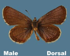 Euphilotes ancilla - male