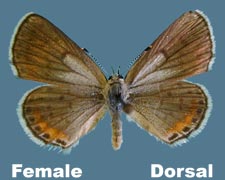 Euphilotes rita coloradensis - female