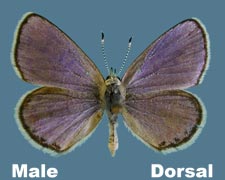 Euphilotes rita coloradensis - male