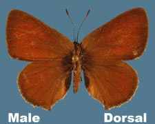 Callophrys affinis homoperplexa