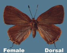 Calycopis cecrops - female