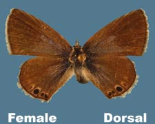 Echinargus isola - female
