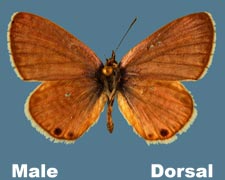 Leptotes marina - male