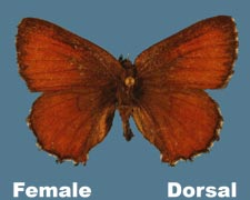Incisalia eryphon eryphon - female