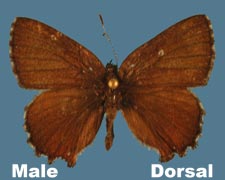 Incisalia eryphon eryphon - male - variant 2