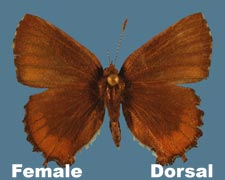 Incisalia henrici - female
