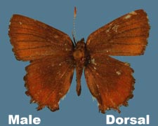 Incisalia henrici - male