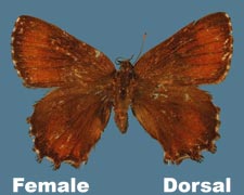 Incisalia niphon - female