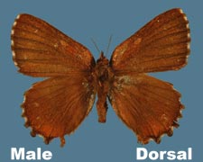 ncisalia niphon - male