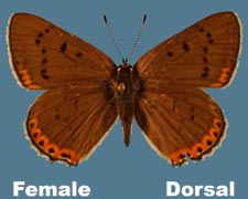 Lycaena dione - female