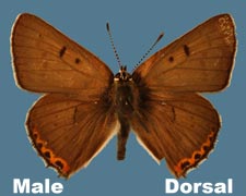 Lycaena dione - male