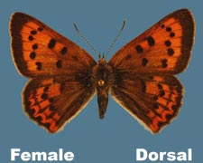 Lycaena helloides - female