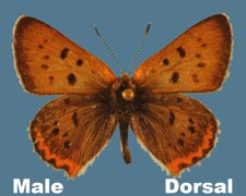 Lycaena helloides - male