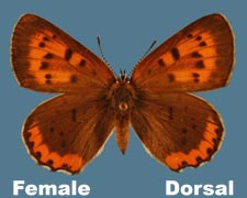 Lycaena hyllus - female