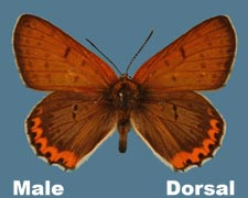 Lycaena hyllus - male